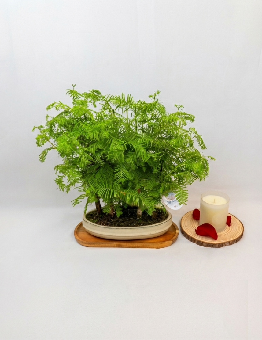 Quiet garden gift bag